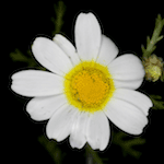 fleur d'Artémis bicolore