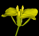 fleur de Colza