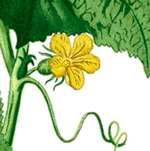 fleur de concombre