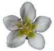 fleur de sarrasin